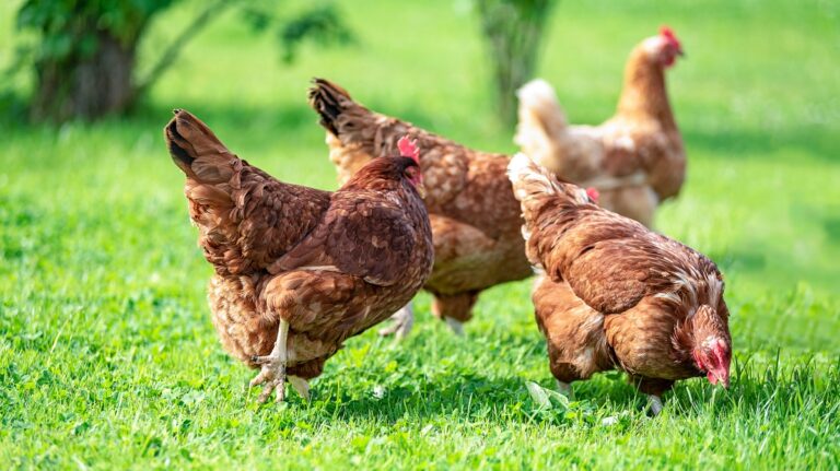Are Chickens Considered Animals Or Birds: Everything You Need To Know
