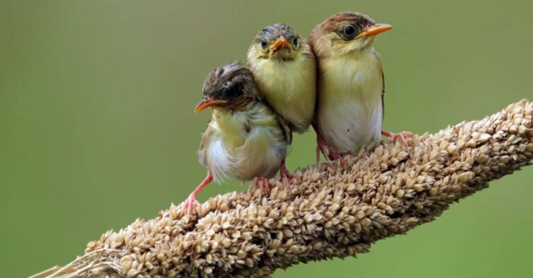 What Are Baby Birds Called: Complete Guide to Bird Hatchling Names
