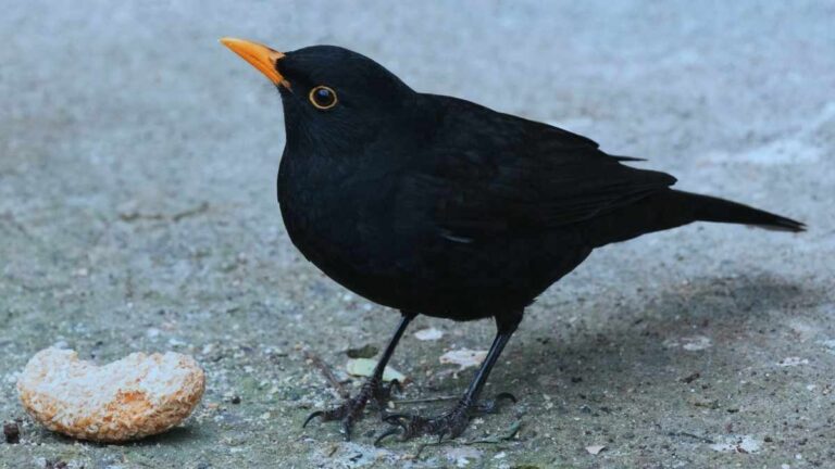 What Are Calling Birds : Types, Sounds, and Care Tips