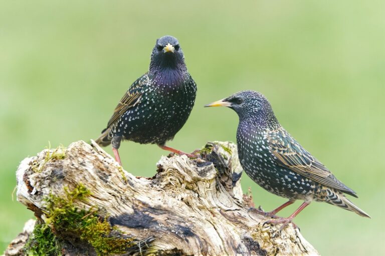 What Are Perching Birds: Key Species, Habits, and Adaptations