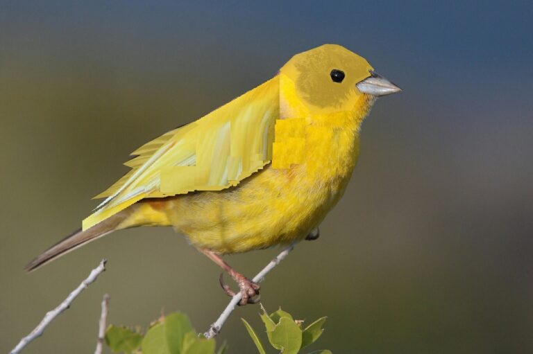 What Bird Is Woodstock: Character Analysis and Species Explanation