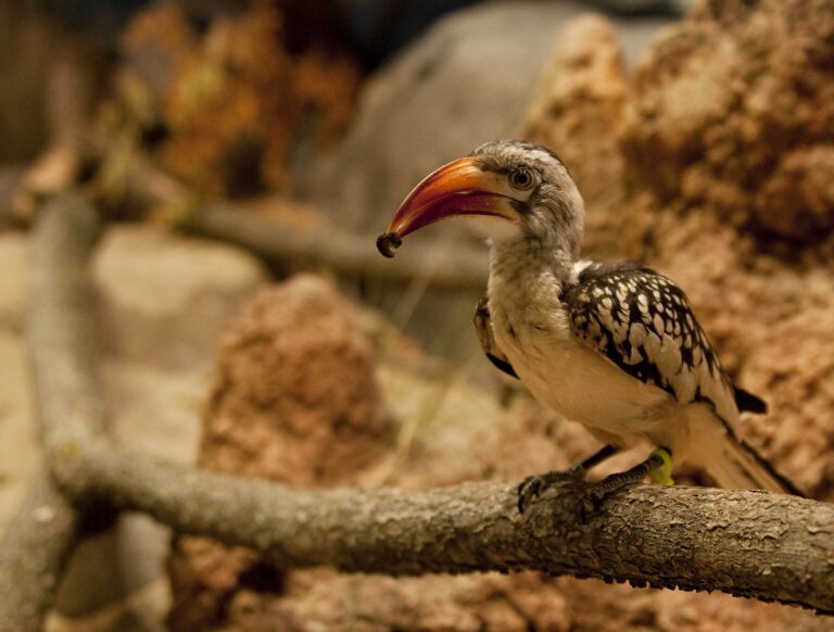 What Bird Is Zazu From Lion King: Discover His Real-Life Counterpart