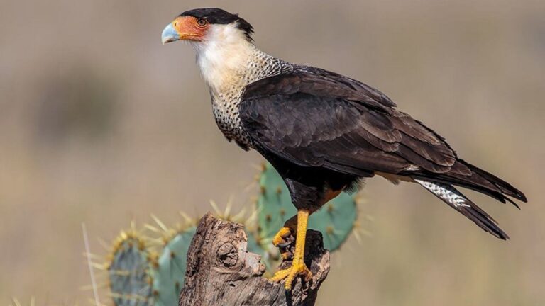 What Birds Are Scavengers: Top Species, Traits, And Habits