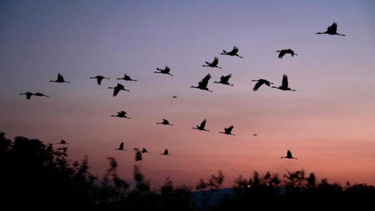 What Does It Mean When Birds Fly In A Circle: Key Insights