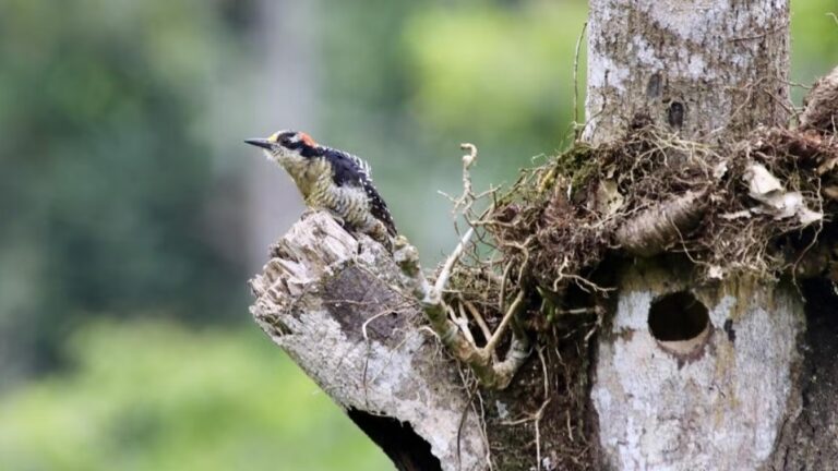 What Is a Birds Habitat: Explained Simply and Clearly