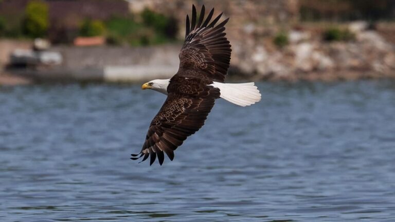 What Is the Function of Air Sacs in Birds? Respiratory Efficiency, Flight Support, and Adaptations Explained