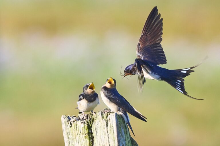 Why Do Birds Suddenly Appear Everytime You Are Near