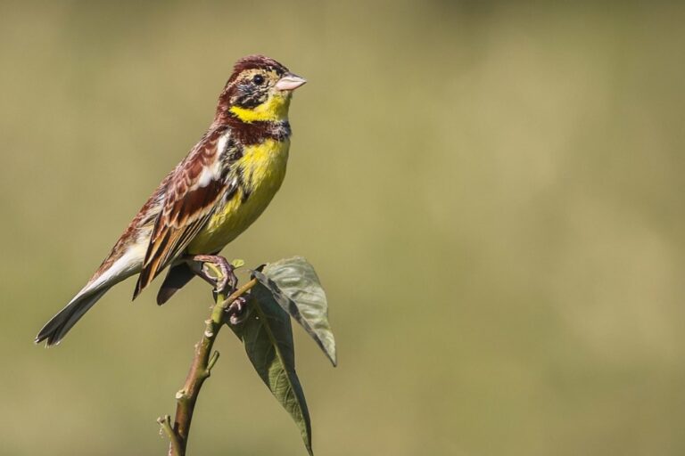Yellow Throated Bunting: Diet, Migration, and Notable Features