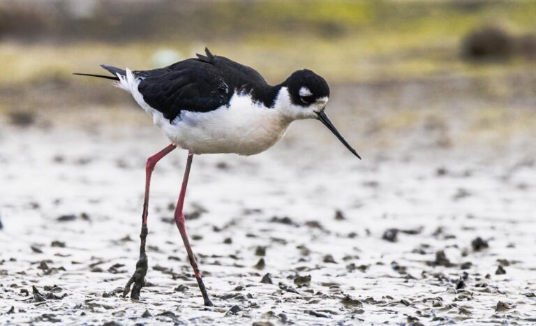 Black Winged Stilt: Key Facts, Behavior, And Habitat Insights