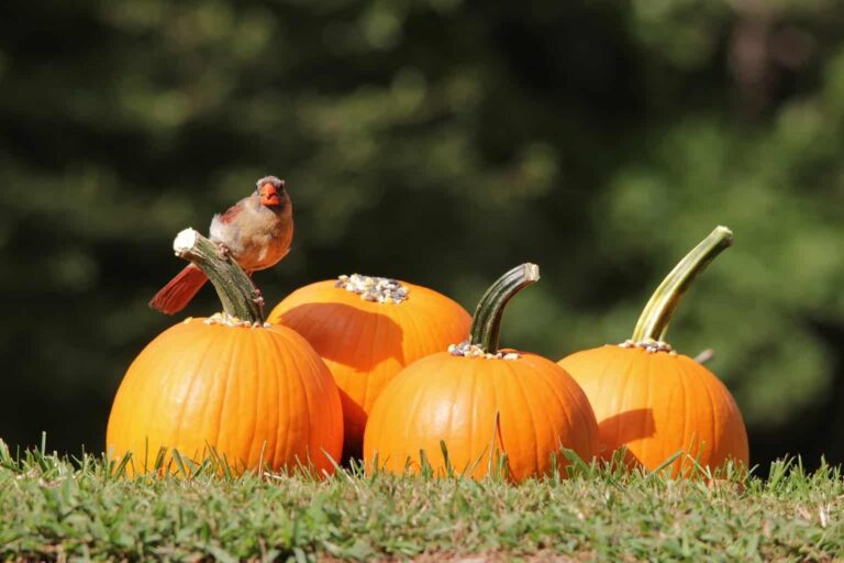 Can Birds Eat Pumpkin: Benefits and Precautions