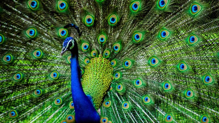 Indian Peafowl: Behavior, Habitat, and Unique Traits