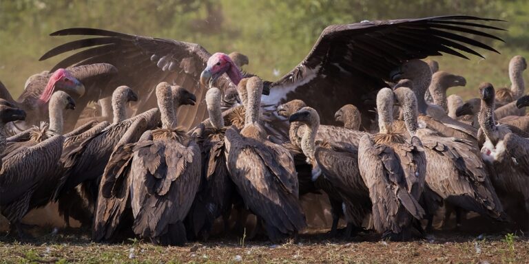 Is a Bird a Vertebrate or Invertebrate? Understanding Bird Anatomy, Skeleton, and Classification