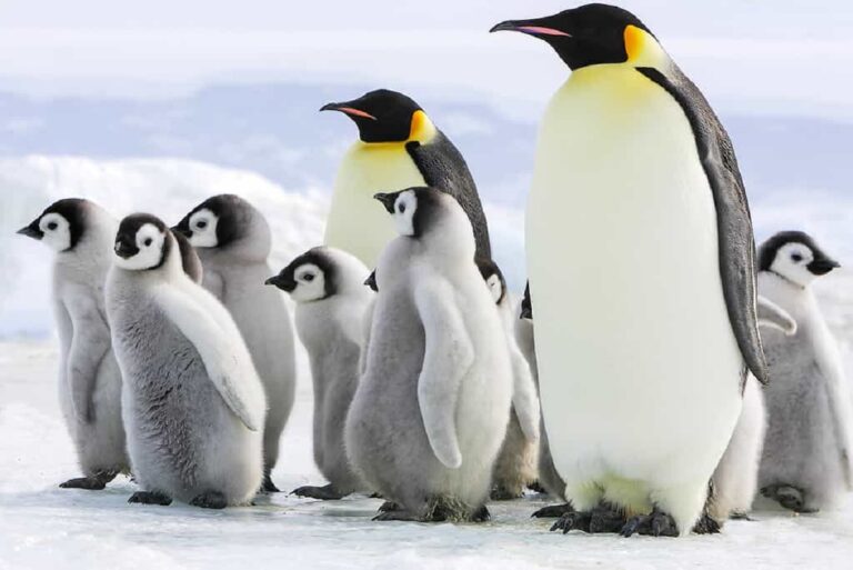 Is a Penguin a Bird or Mammal: Key Traits and Differences Explained
