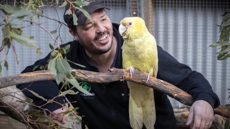 Is Tweety Bird a Male or Female? Character Traits, Voice, and Gender Insights