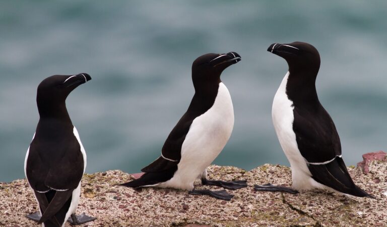 Razorbill Revealed: Fascinating Facts About Its Behavior, Habitat, and Conservation