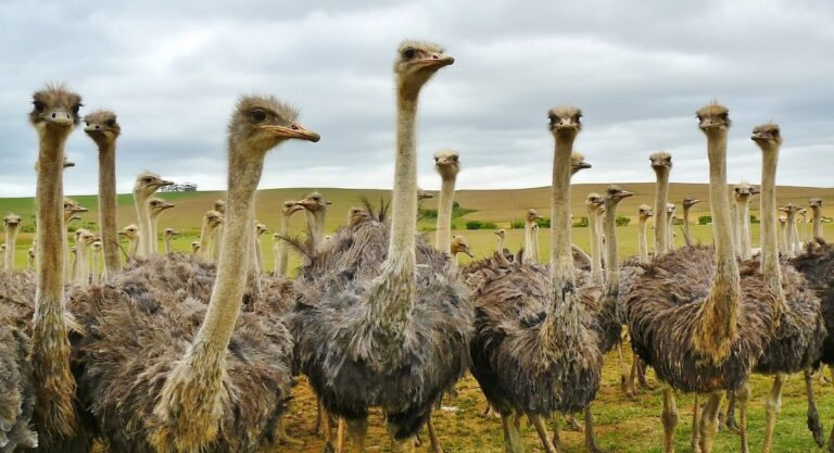 Types of Ostrich Birds: Complete Guide to Varieties and Traits