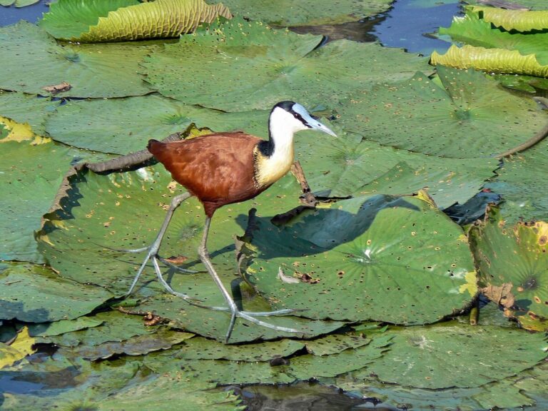 What Are Bird Feet Called: Types, Functions, And Adaptations