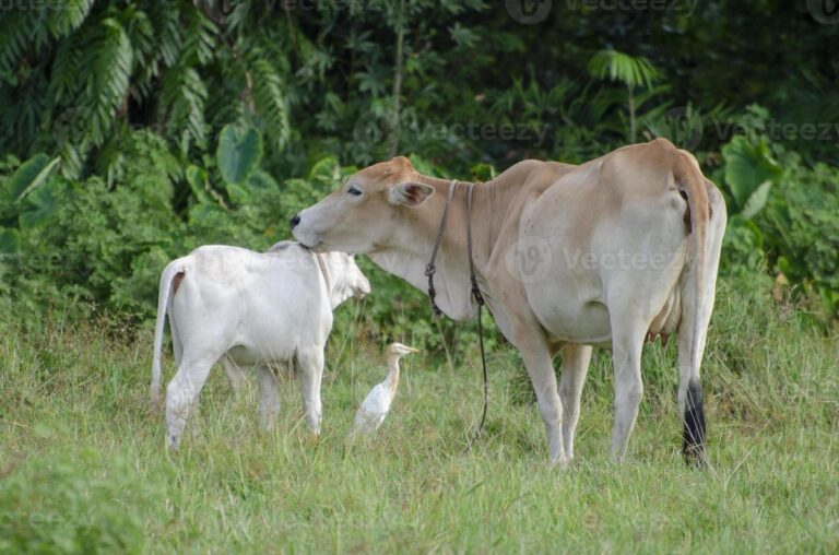 What Are the White Birds That Hang Around Cows: Behavior and Facts