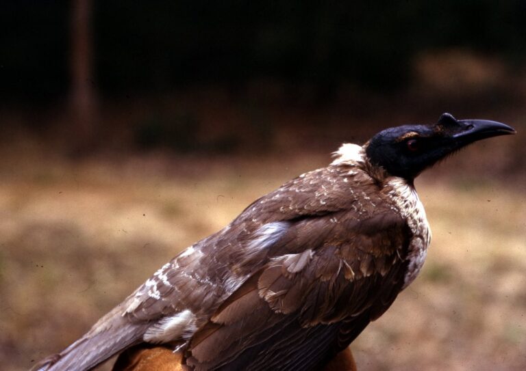 What Bird Makes a Clicking Sound? Species, Behavior, and Reasons Behind the Noise