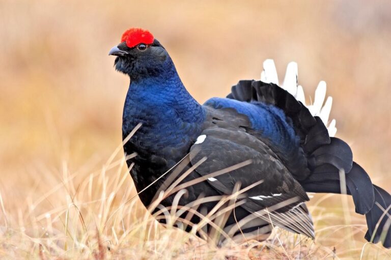 What Birds Are Edible: Key Species And Safety Tips