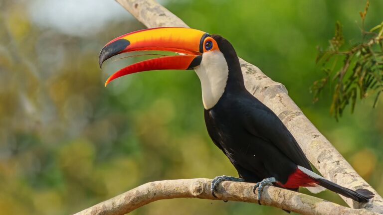What Do Toucan Birds Eat: Complete Feeding Guide