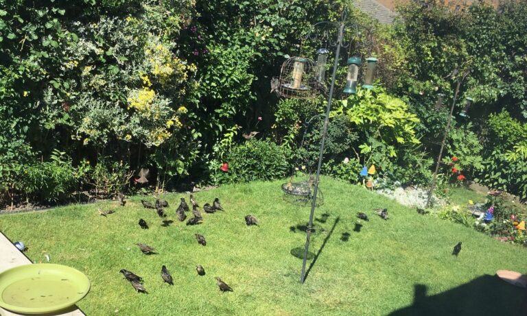 What Does It Mean When a Lot of Birds Are in Your Yard?