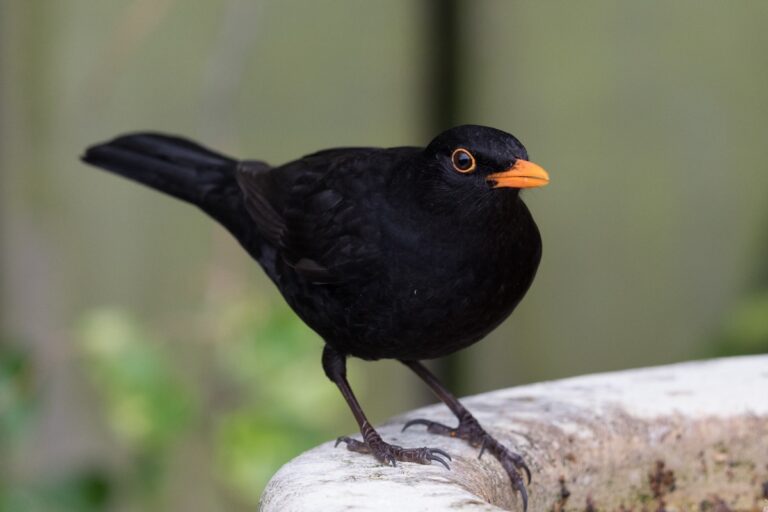 What Does It Mean When Black Birds Are in Your Yard: Symbolism and Interpretations