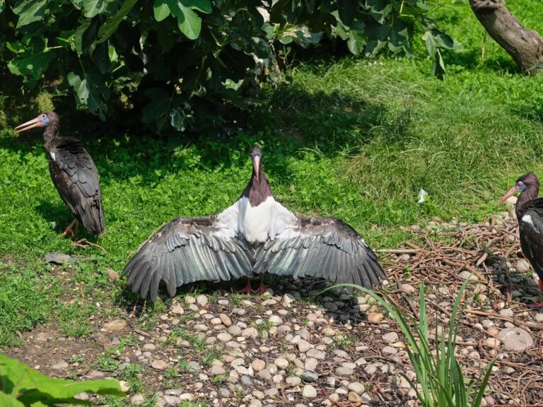 Why Do Birds Lay Down and Spread Their Wings?