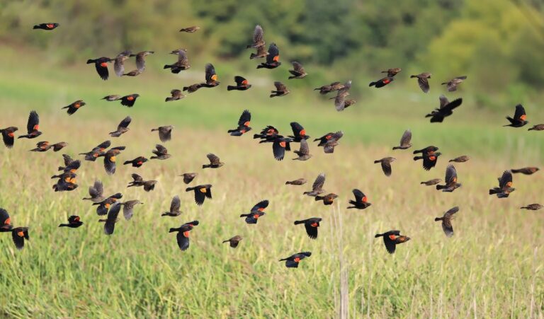 Why Do Black Birds Gather: Behavior, Flocking, and Survival Explained
