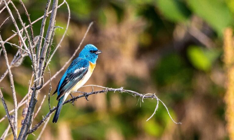 Types of Blue Colored Birds: Stunning Species You Can Spot in the Wild