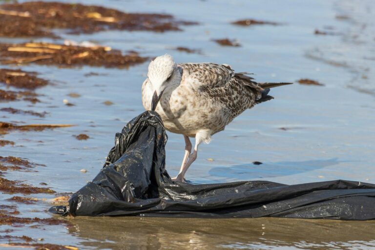 What Do Sea Birds Eat: Diet, Hunting Techniques, and Feeding Habits