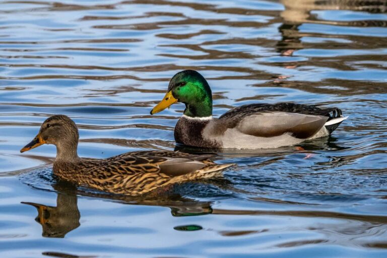 Are Ducks Birds Or Mammals: Key Traits That Set Them Apart