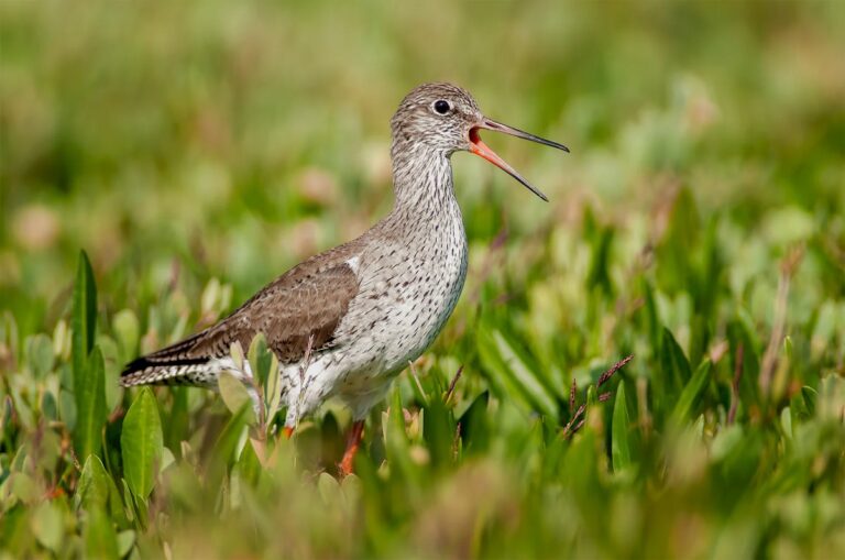 Common Redshank: A Complete Guide to Its Habitat, Behavior, and Identification