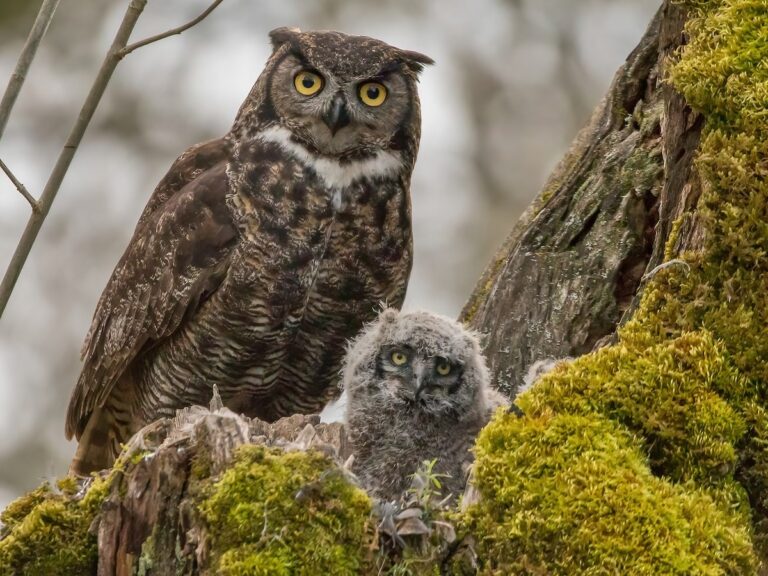 Great Horned Owl Diet: Prey, Hunting Techniques, and Feeding Habits