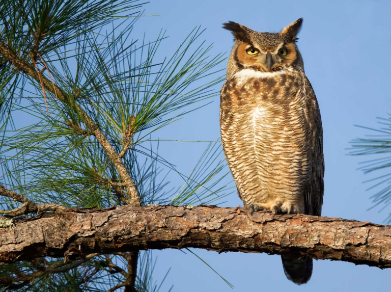 Great Horned Owl Predators: Who Threatens This Mighty Night Hunter