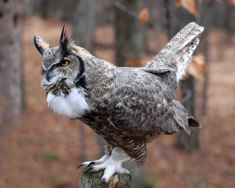 Great Horned Owl Sounds: Identify And Understand Their Unique Calls
