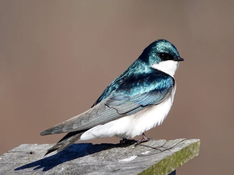 How to Tell a Bird’s Age: Key Signs and Techniques for Identification