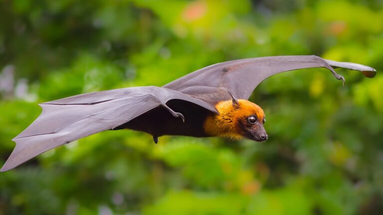 Is A Bat A Bird Or A Mammal? Uncovering The Truth About Bats