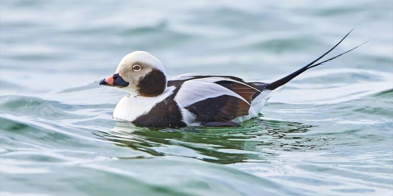 Is A Duck A Bird Yes Or No: Facts, Characteristics, and Common Questions