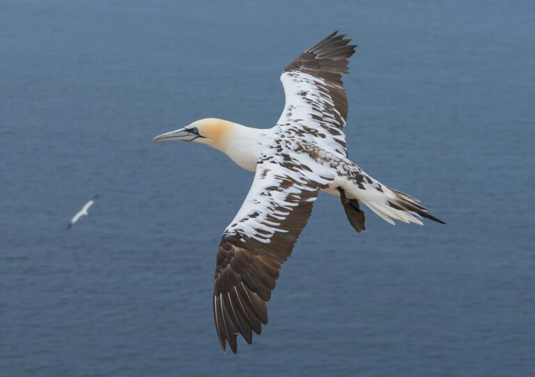 Northern Gannet: Stunning Seabird Facts, Behavior, and Conservation