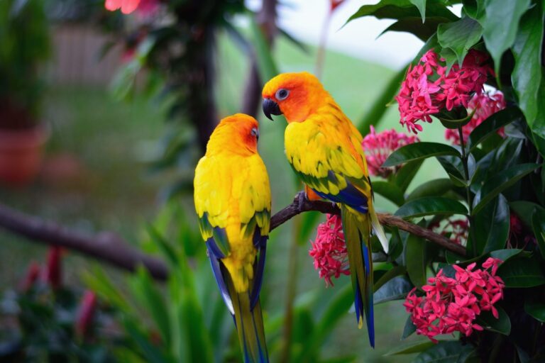 Types Of Exotic Birds: Colorful Species, Care Tips, and Popular Choices