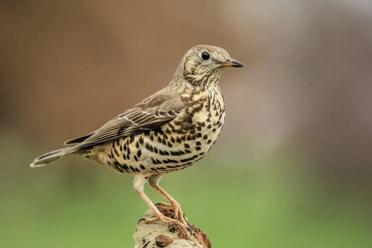 Types of Thrush Birds: A Complete Guide to Identifying Popular Species