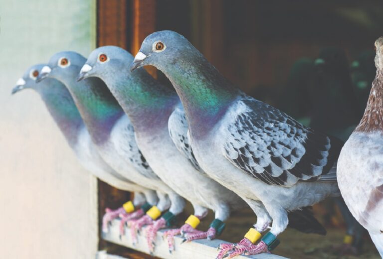 Were Birds Used To Send Messages: Fascinating Ways Humans Relied On Them