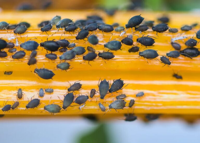 What Are the Little Black Bugs in My Bird Seed: Causes, Identification, and Prevention