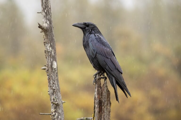 What Bird Goes Caw Caw? Identify The Loud Black Bird Behind The Call