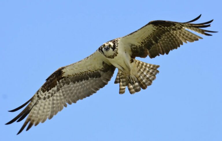 What Bird Is a Seahawk: Facts About the Fierce Coastal Hunter