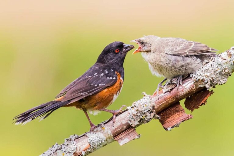 When Baby Birds Leave the Nest Do They Return? Surprising Facts Every Bird Lover Should Know
